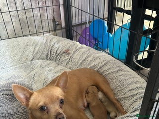 Pomchi dogs Last litter of pomchi’s - Advert 2