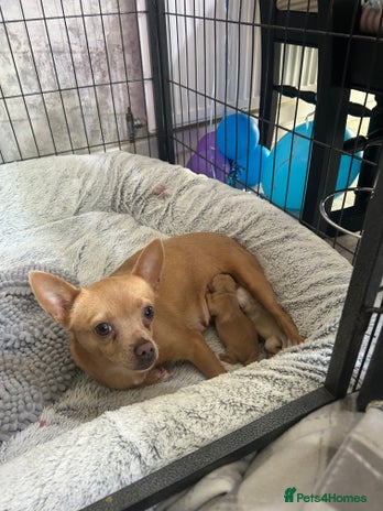 Pomchi dogs - Advert 3