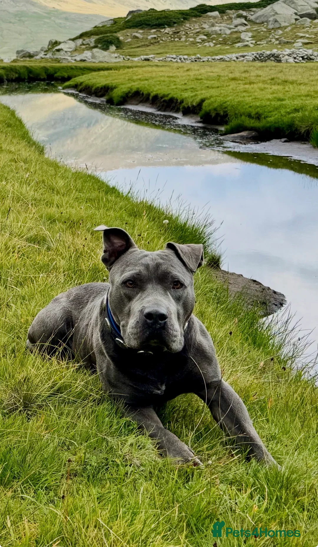 Staffordshire Bull Terrier dogs for stud: Beautiful Blue Staffordshire Bull Terrier  in London - Advert 2