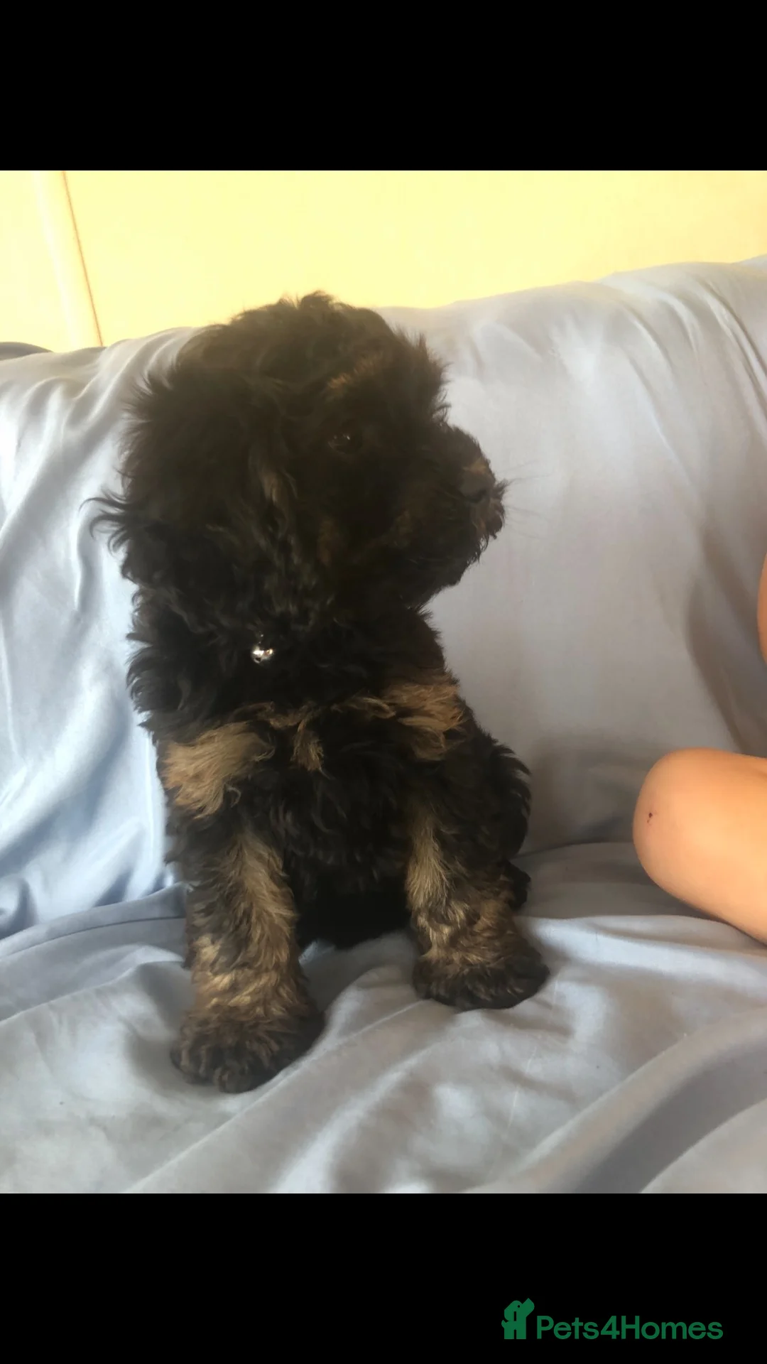 Cockapoo dogs for sale: One male cockapoo left! in Wisbech - Advert 6
