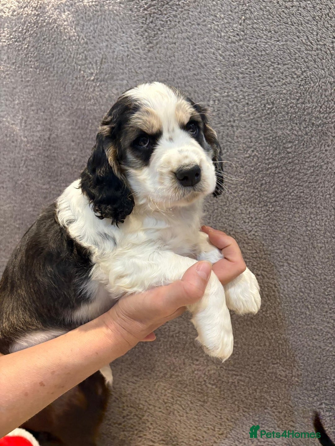 Cocker Spaniel dogs for sale: Pedigree show kc parents DNA health tested    - Advert 19