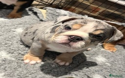 English Bulldog dogs for sale: One Beautiful Cuddly Girl Left 🏠💗 - Image 25