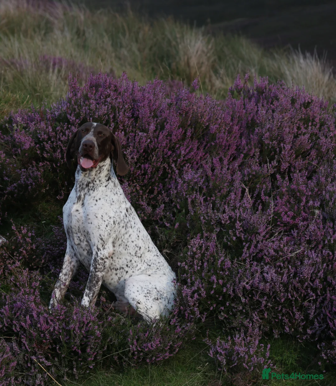 German Shorthaired Pointer dogs for stud: Outstanding example of a working Gsp in Lancaster - Advert 2