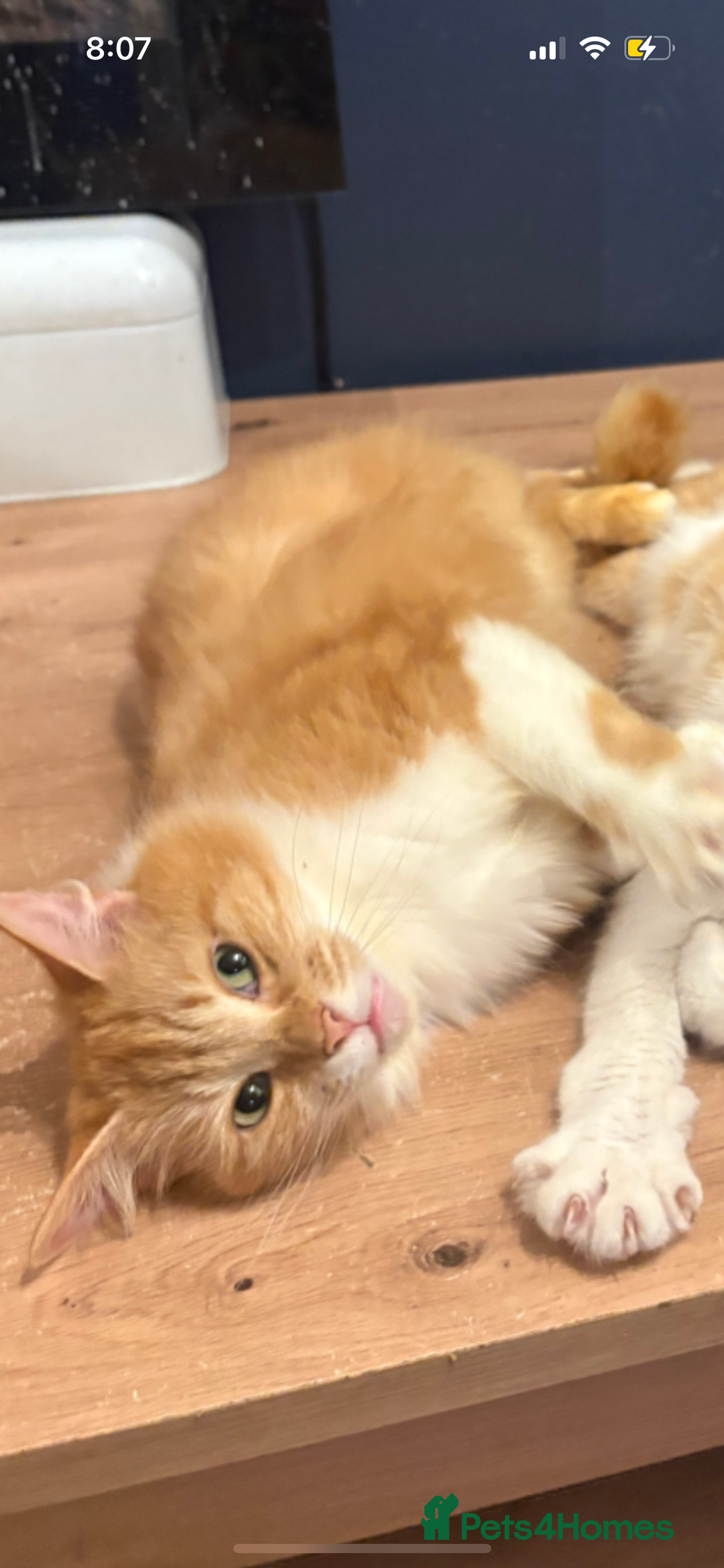 Mixed Breed cats for sale: Pumpkin - Advert 11