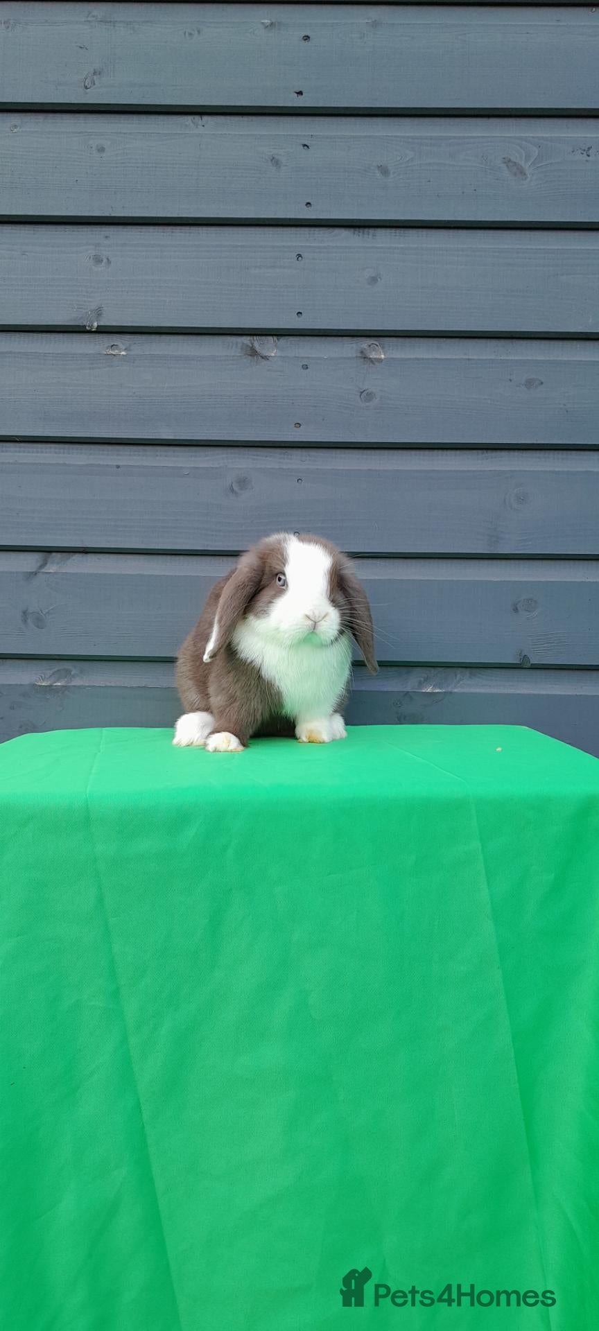 Mini Lop rabbits for sale: Superfriendly mini lop ready now  - Advert 2