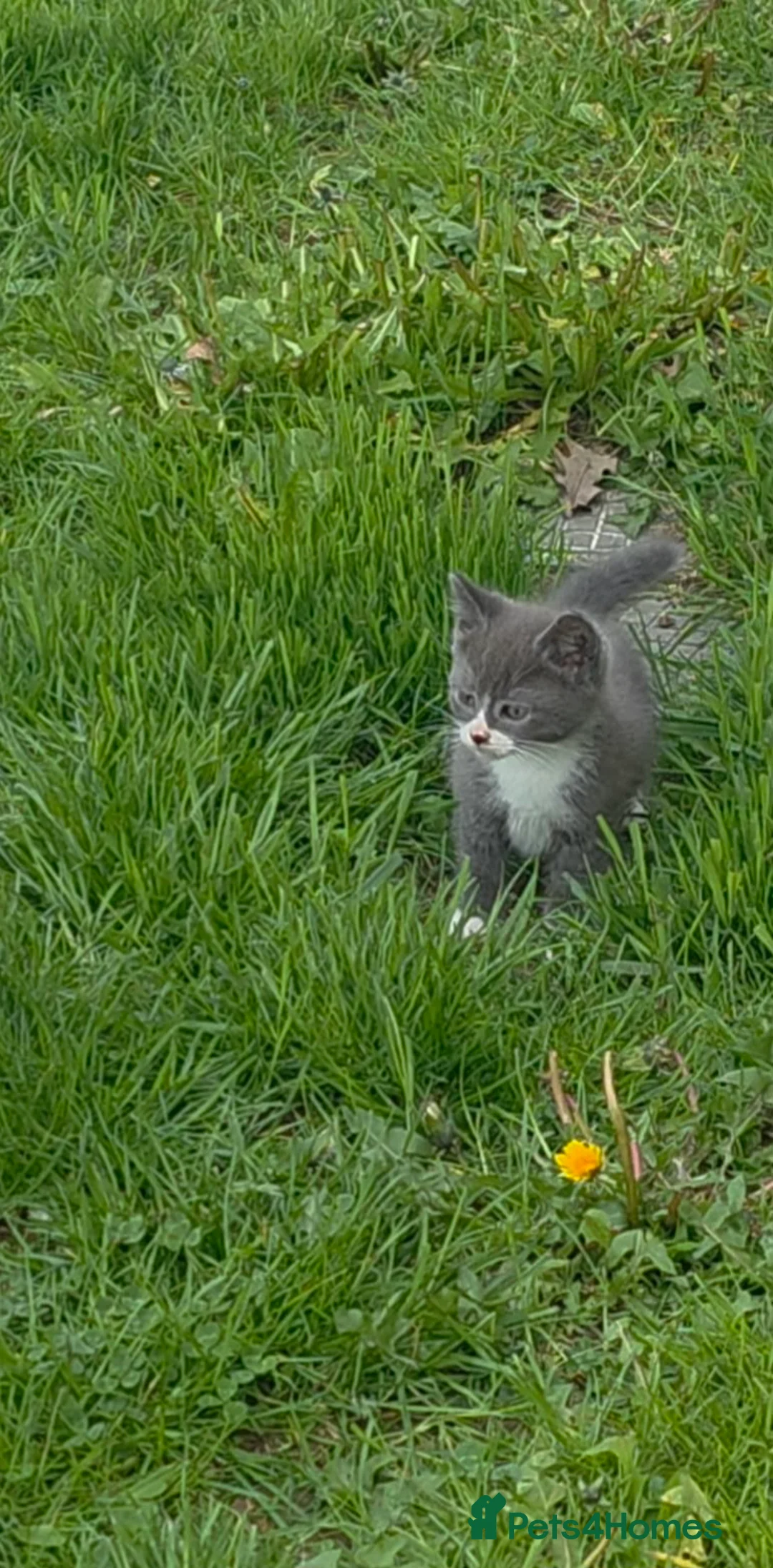 Mixed Breed cats for sale: Last one beautiful kitten boy  - Advert 2