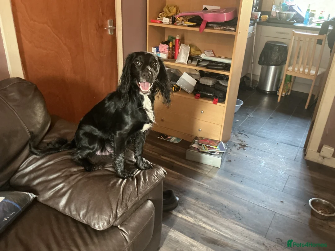 Sprocker dogs for sale: Sproker puppies - Advert 12
