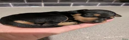 Miniature Pinscher dogs for sale: Miniature Pinscher Pups seen with mum & dad  in Market Drayton - Advert 18