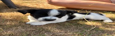 Jack Russell 1