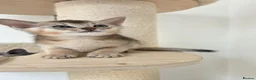Abyssinian cats for sale: 🔥 TICA Registered Abyssinian Kittens - Advert 19