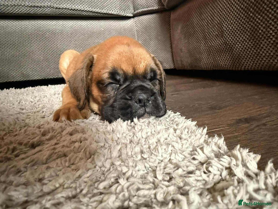 Boxer dogs for sale: Gorgeous litter of red and white boxers.  - Image 33