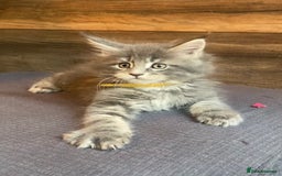 Maine Coon cats for sale: First Litter 6 Pure Maine Coon Kittens - Image 18