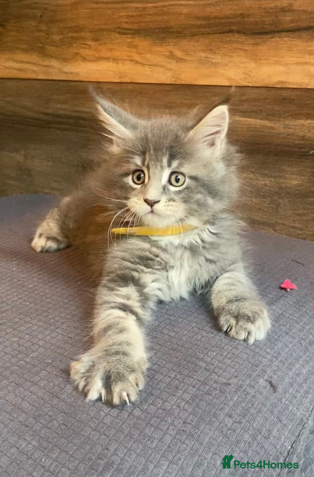 Maine Coon cats for sale: First Litter 6 Pure Maine Coon Kittens - Image 18