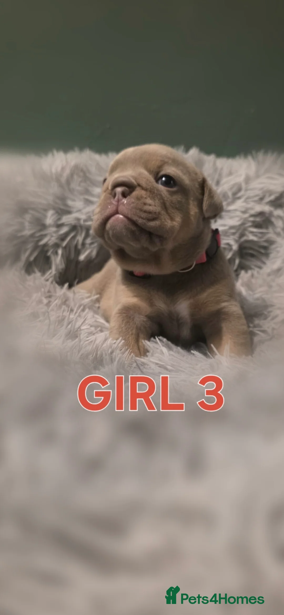 English Bulldog dogs for sale: STUNNING LILAC AND TAN ENGLISH BULLDOG PUPPIES in Wolverhampton - Advert 14
