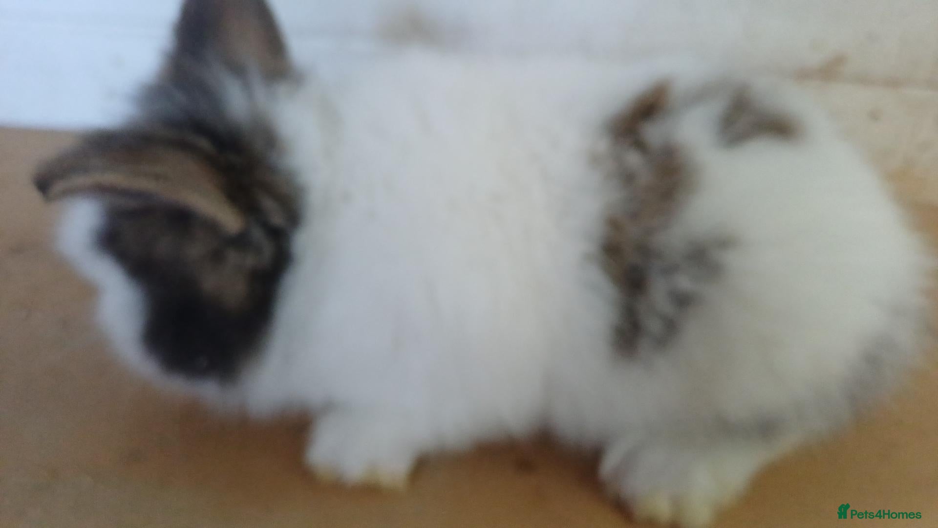 Lionhead rabbits Double main lionhead baby rabbits  - Advert 6