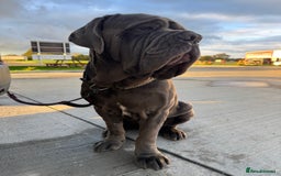 Neapolitan Mastiff dogs for sale: Neopolitan Mastiff   - Image 2