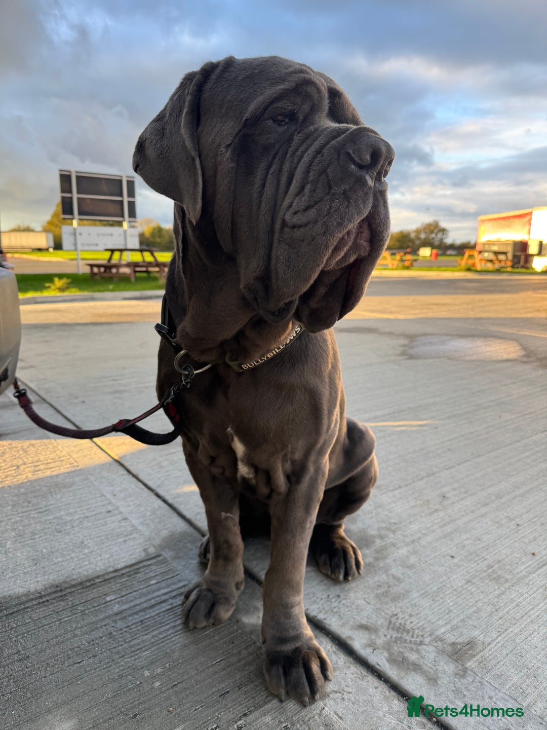 Neapolitan Mastiff dogs for sale: Neopolitan Mastiff   - Image 2