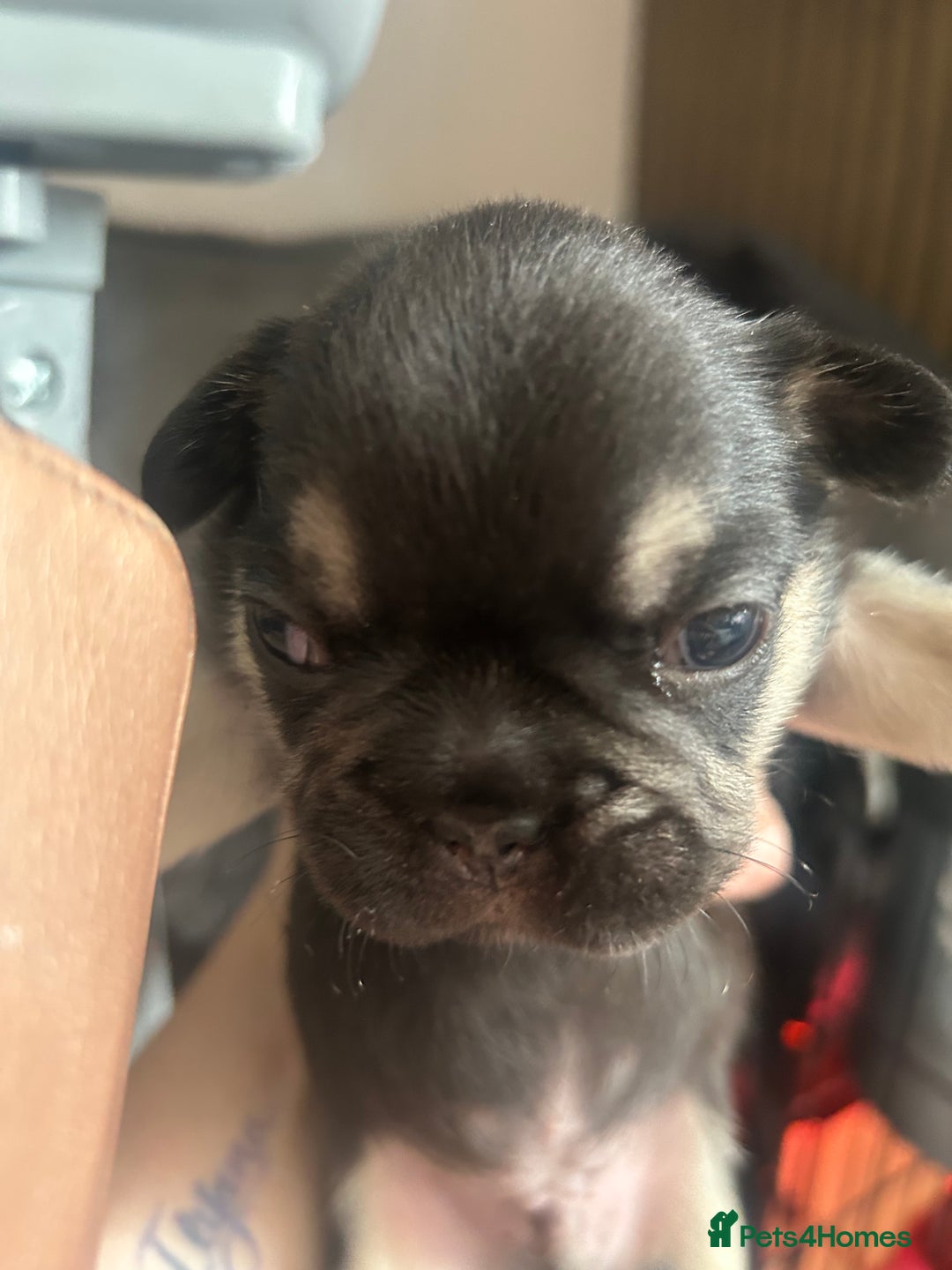 French Bulldog dogs for sale: French bulldog puppies  - Image 4