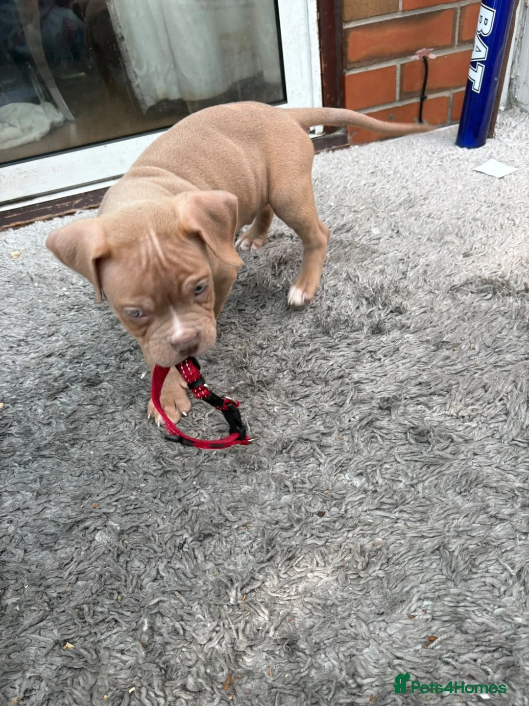 Shorty Bull dogs for sale: One short bull male  - Advert 2