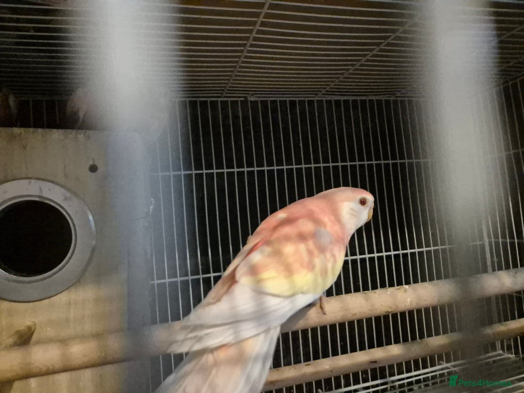 Parakeets birds for sale: Bourkes - Image 6