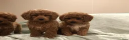 Cavapoo dogs for sale: 🐾Adventures of a curly cavapoo🐕 in Chessington - Advert 10