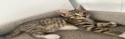 Bengal cats for sale: Half Bengal 2 female kittens 🐱  - Advert 3