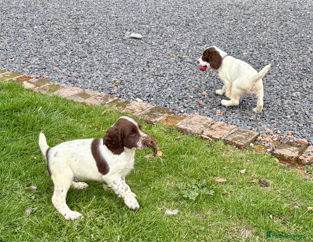 English Springer Spaniel dogs for sale: GAMEKEEPER BRED SPRINGER SPANIEL PUPS - Image 27