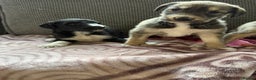 Lurcher dogs for sale: Beautiful woolly coated lurcher pups  - Advert 4