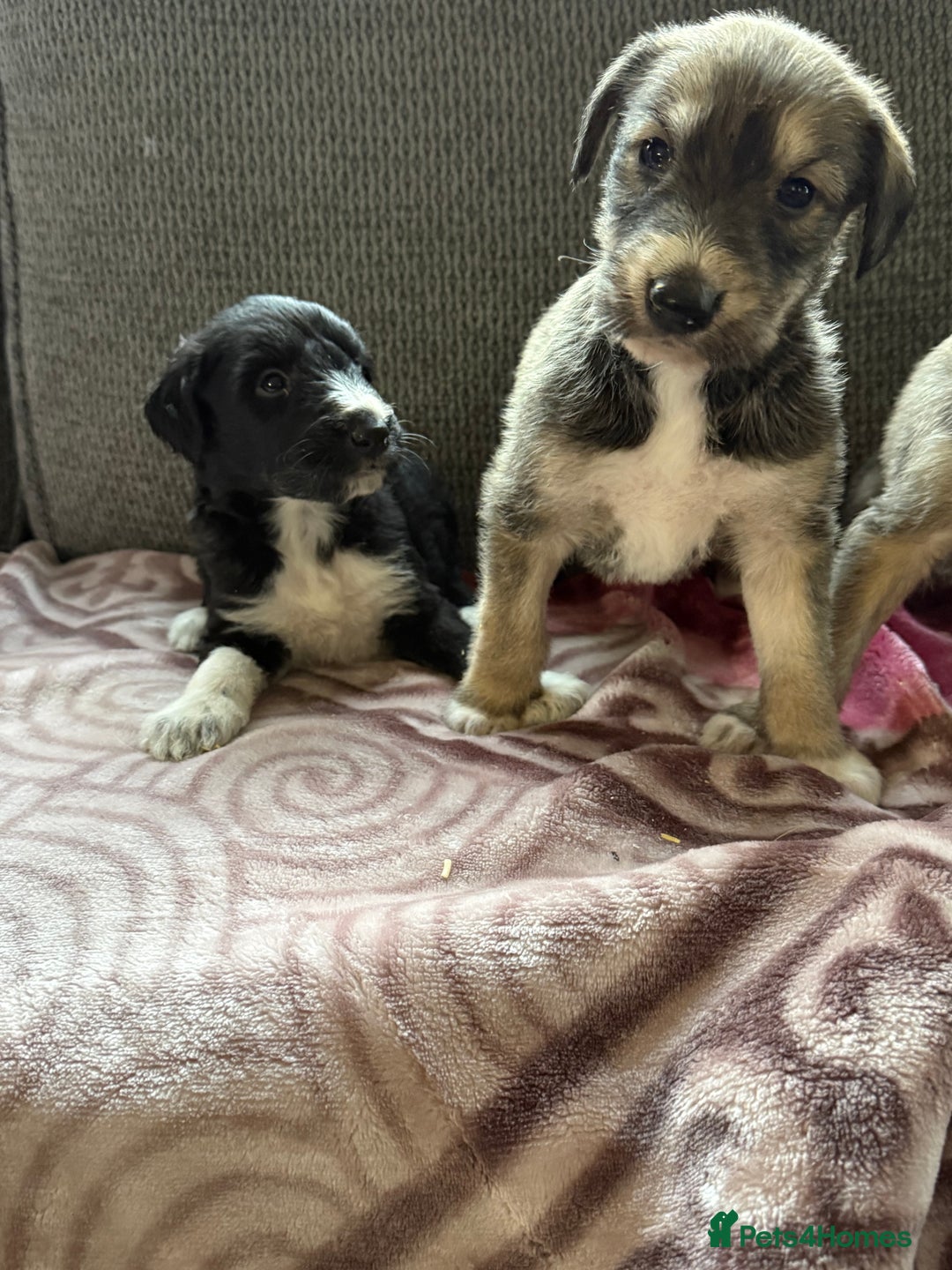 Lurcher dogs for sale: Beautiful woolly coated lurcher pups  - Advert 4