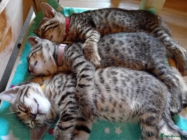Bengal cats - Advert 8