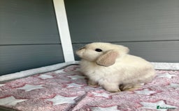 Mini Lop rabbits for sale: Friendly pure bred mini lops  - Image 8