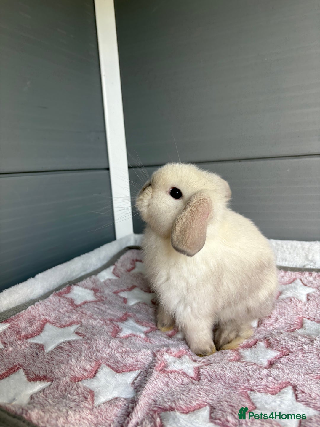 Mini Lop rabbits for sale: Friendly pure bred mini lops  - Image 8