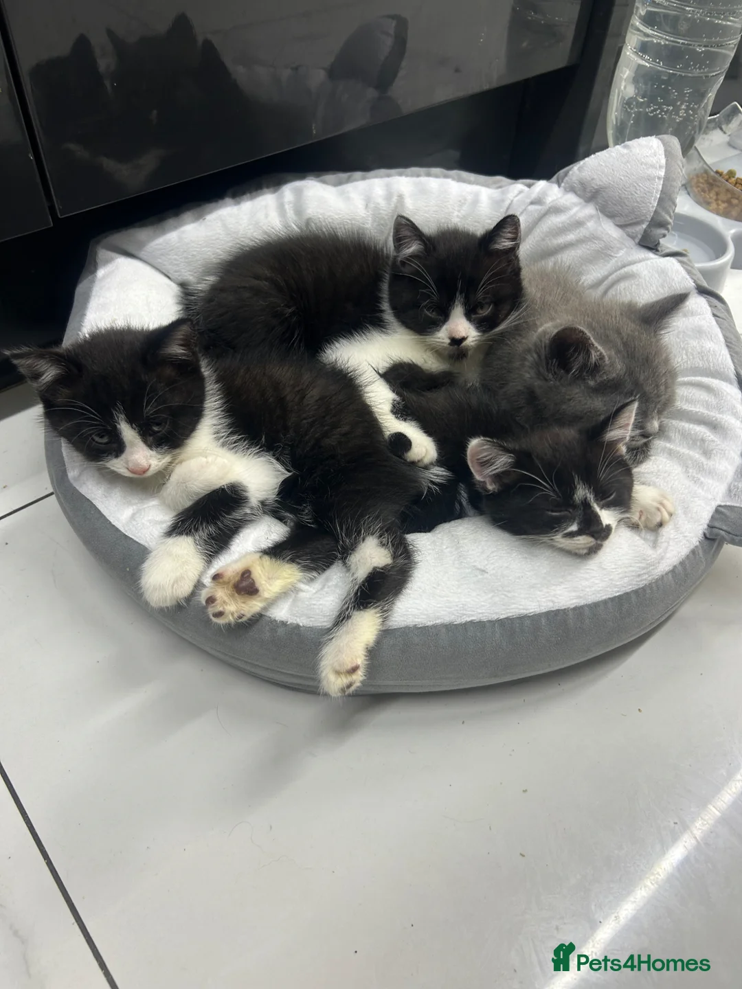 Mixed Breed cats for sale: Half Russian blu - Advert 2