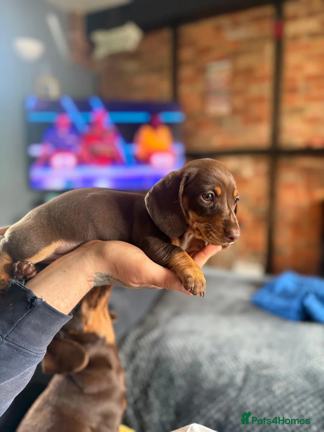 Miniature Dachshund dogs for sale: Miniature dashound brown and tan  in Southampton - Advert 6