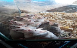 Mouse rodents for sale: Fancy mice babies   in Manchester - Image 2