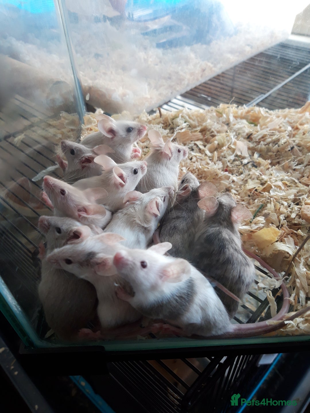 Mouse rodents for sale: Fancy mice babies   in Manchester - Image 2