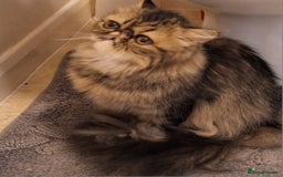 Persian cats for sale: Beautiful  brown tabby female persian  - Image 4