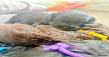 Cockapoo dogs - Advert 5