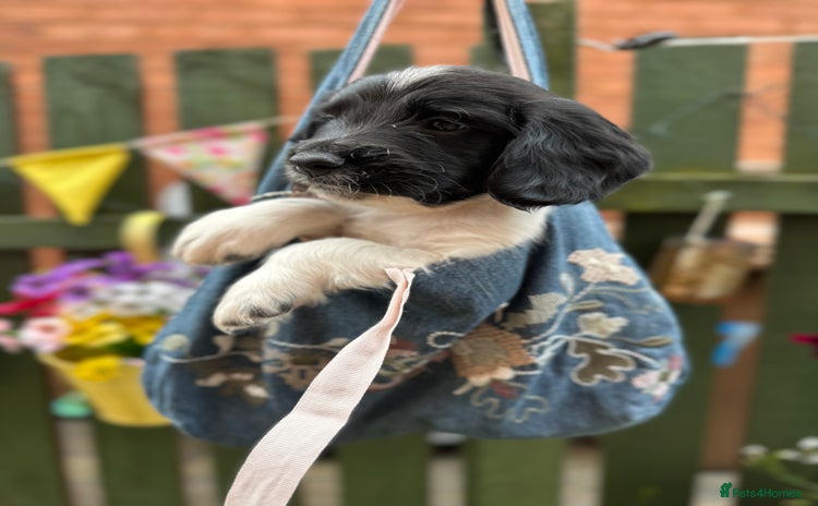 English Springer Spaniel dogs - Advert 1