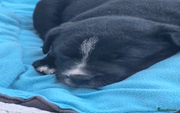 Mixed Breed dogs for sale: Short haired Collie pups - Image 20