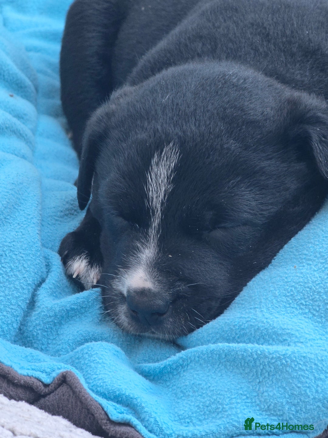Mixed Breed dogs for sale: Short haired Collie pups - Image 20