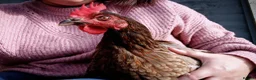 Chickens poultry for sale: Gorgeous Friendly Hens for Sale with Coop - Advert 9