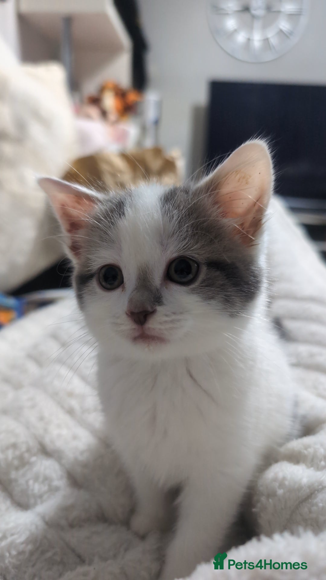 Mixed Breed cats Beautiful female kitten🐾 - Advert 2