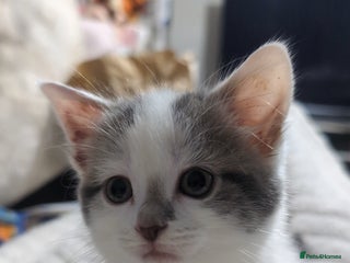 Mixed Breed cats Beautiful female kitten🐾 - Advert 2