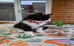 Mixed Breed cats for sale: Long haired black and white girl  - Image 4
