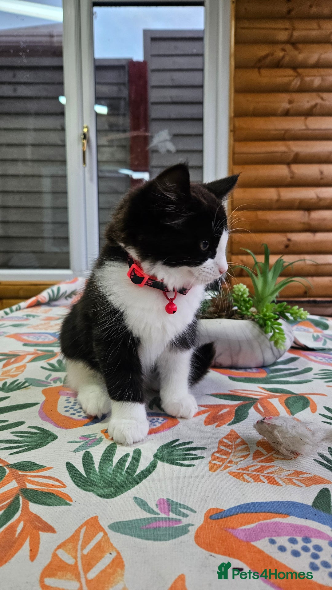 Mixed Breed cats for sale: Long haired black and white girl  - Image 4