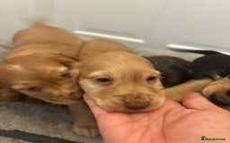 Cocker Spaniel dogs for sale: Chunky playful full Pedigree show type kc parents - Image 12