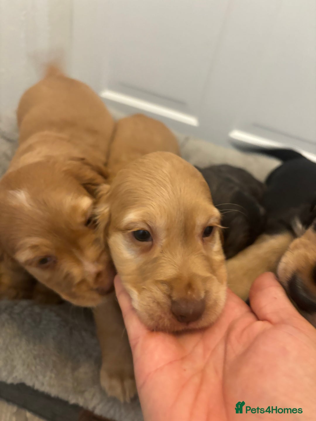 Cocker Spaniel dogs for sale: Chunky playful full Pedigree show type kc parents - Image 12