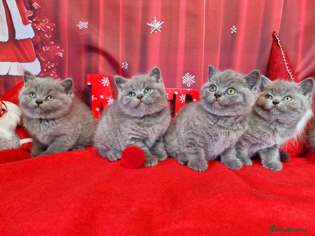British Shorthair cats for sale: Amazing British Shorhair kittens for sale!!! - Advert 3