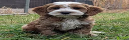 Cockapoo dogs for sale: Beautiful red pups from health tested parents - Advert 31